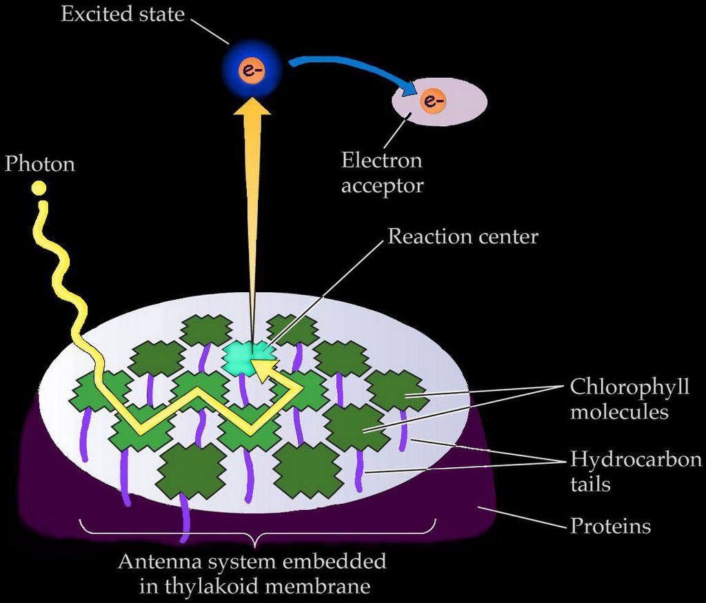 antenna-rc-el.jpg