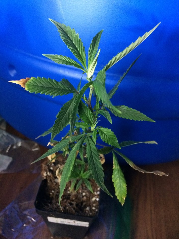 Clones2_Girl_Scout_Cookies.jpg