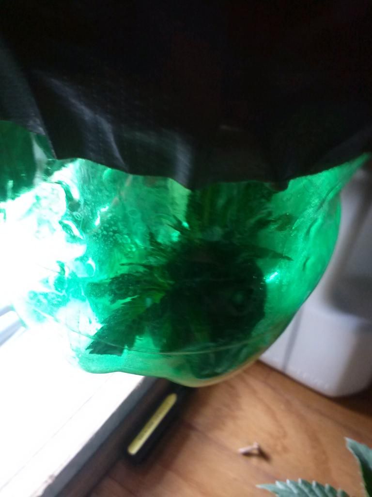 0113130943_zps7996d330.jpeg