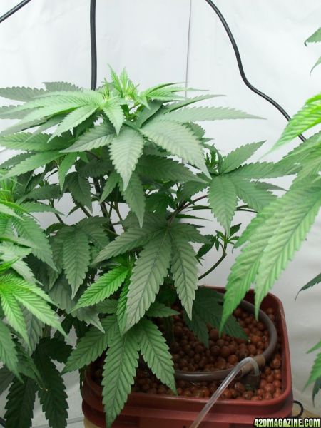 pre_98_bubba_kush.JPG