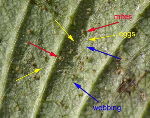 two-spotted-spider-mites-with-eggs-sm.jpg