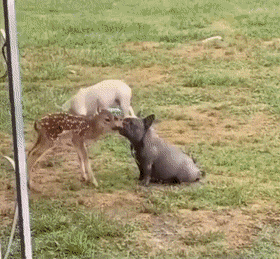 gifs_11.gif