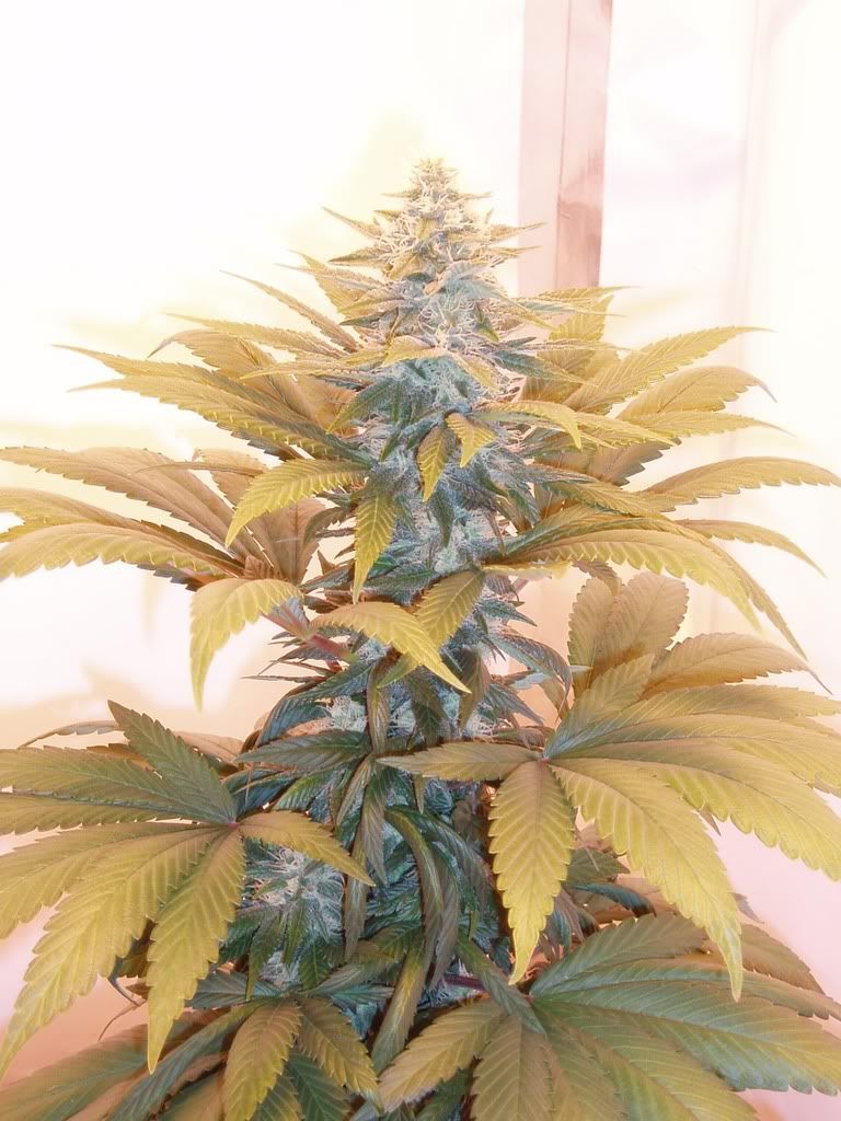 Flower-Day2916.jpg