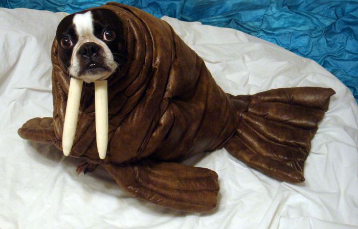 animal_inception_08.jpg