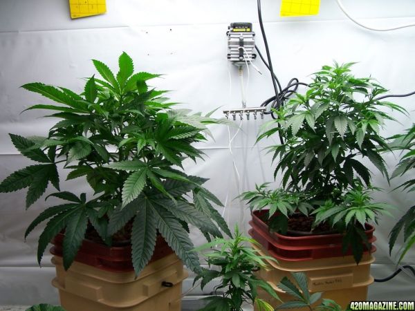sour_kush_left_matanuska_thunderfuck_right.JPG