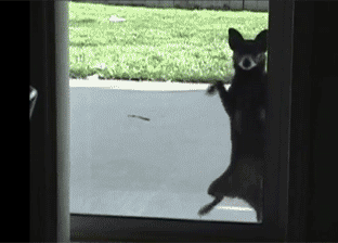 tumblr_n0cfhz3eRT1sgapfco1_400.gif