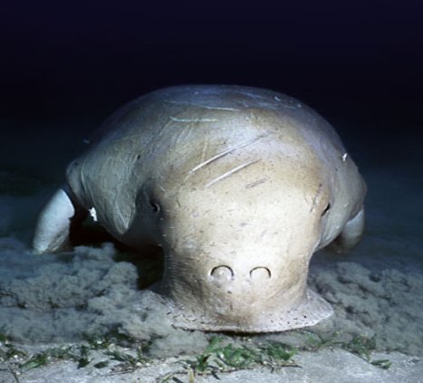 Dugong3.jpg