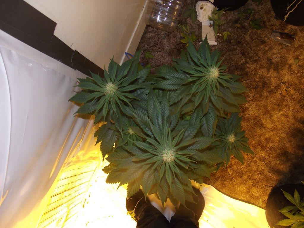 DSCF2506.jpg
