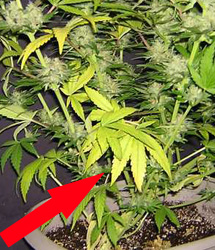 nitogen-deficient-flowering-sm.jpg
