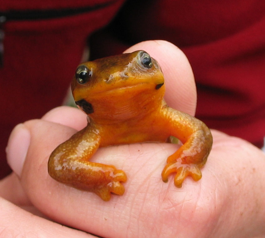 newt_cutie.jpg
