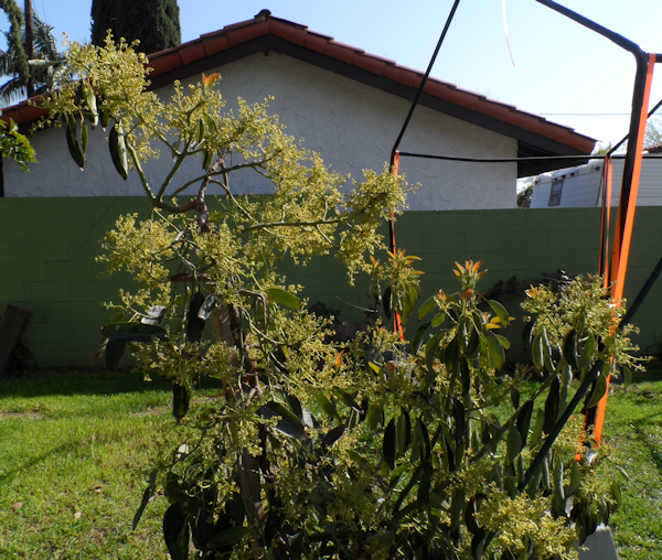 Avo33-24-13_zps8df71156.png