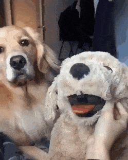 gifs_25.gif