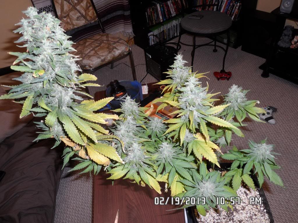 SAM_0683_zps910da124.jpg