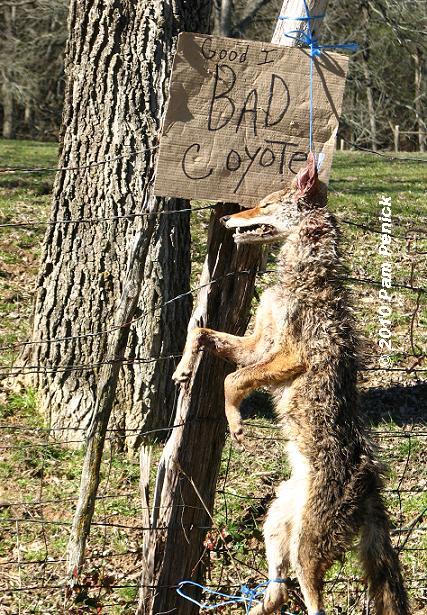 Dead_coyote_on_fence_1.JPG