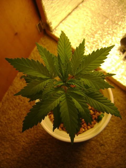 DSC00005.jpg