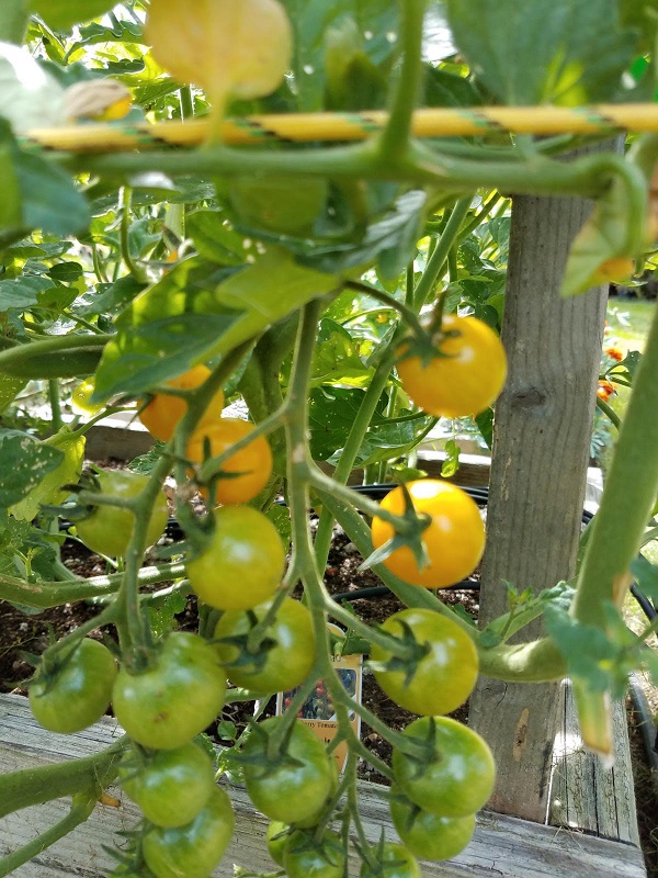 sungold1a.jpg