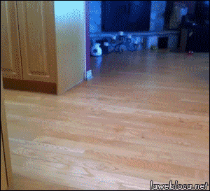 gifs_19.gif