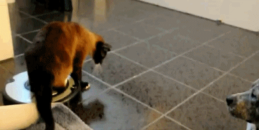 2545cf0c17b881d3f2bf985e9fdd146e.gif