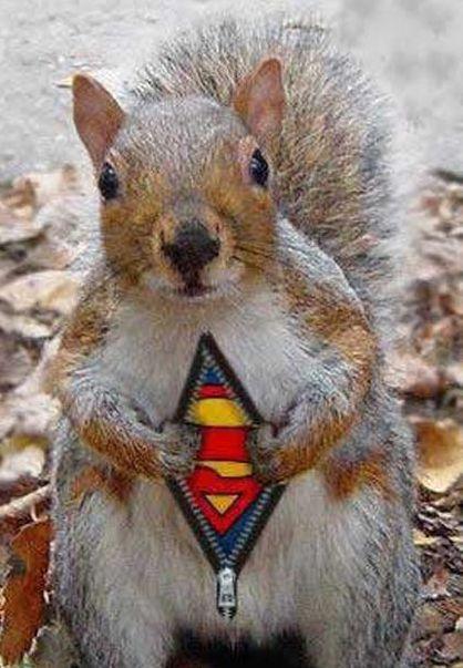 super_squirrel1.jpg