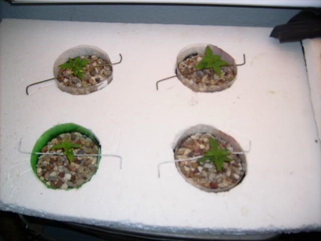 420023.jpg