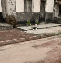 gifs_19.gif