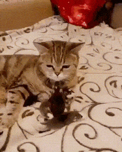 1646940858_24.gif