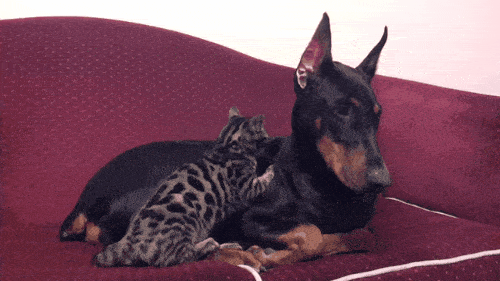 1675590171_6.gif