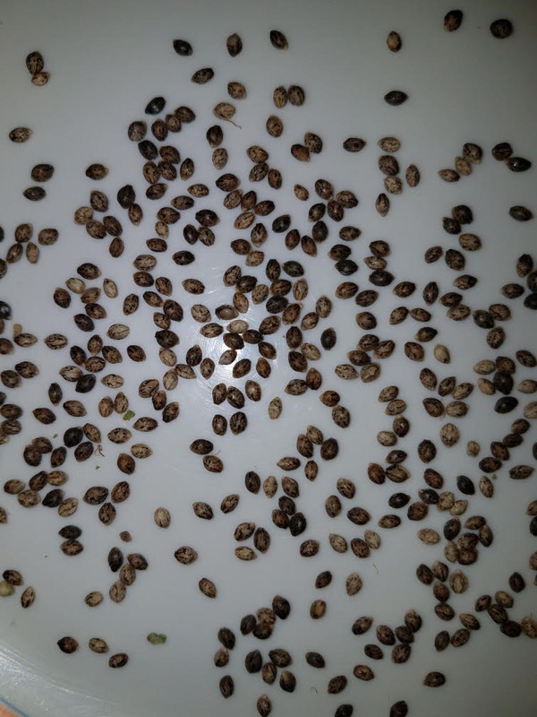 seedcolor.jpg