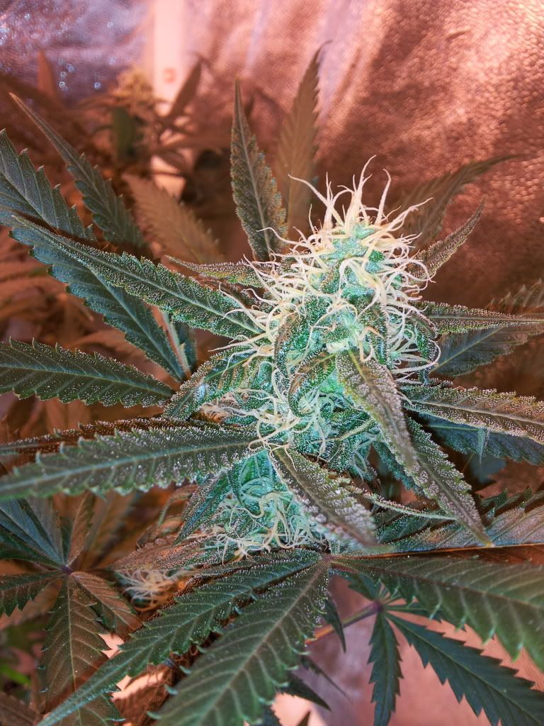 Ogkush125.jpg