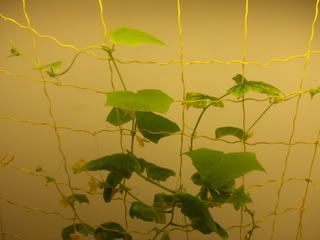 Cukes010.jpg