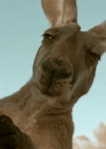 AB3hABP5d6Lx6.gif