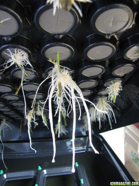 roots26.jpg