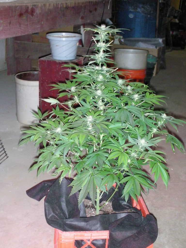 DSCN3586.jpg