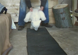 eSvyd55.gif