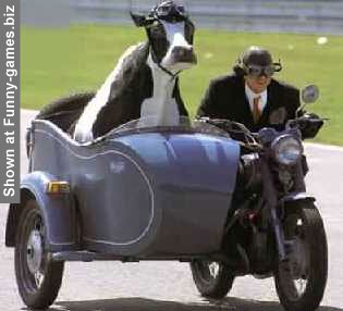 193-cowcodriver.jpg