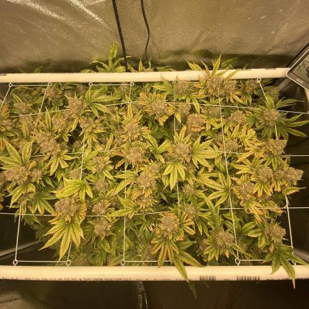 growdiaries.com