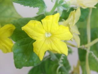 Cukes002.jpg