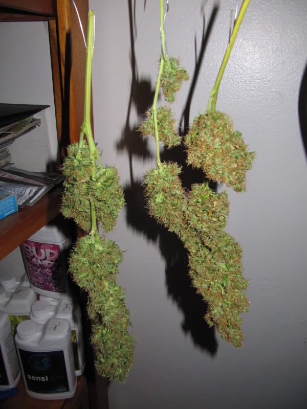 MEdicalHighTimes015.jpg