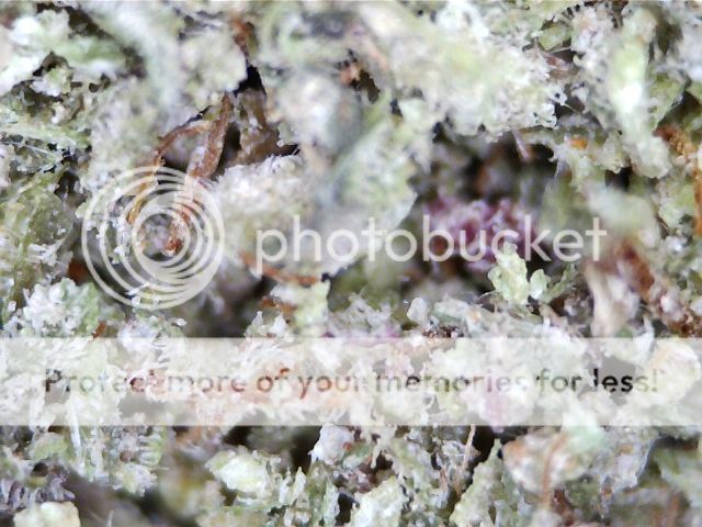 KushBlenderButane2_zpsea3d6047.jpg