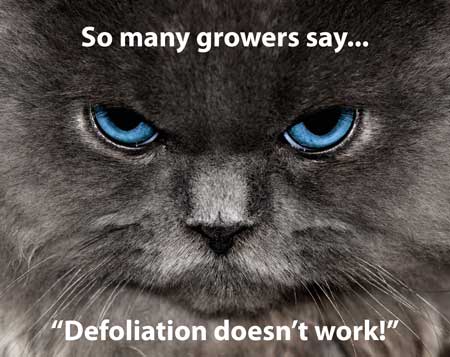 growers-say-no-to-cannabis-defoliation.jpg