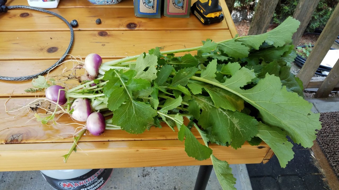 turnips.jpg