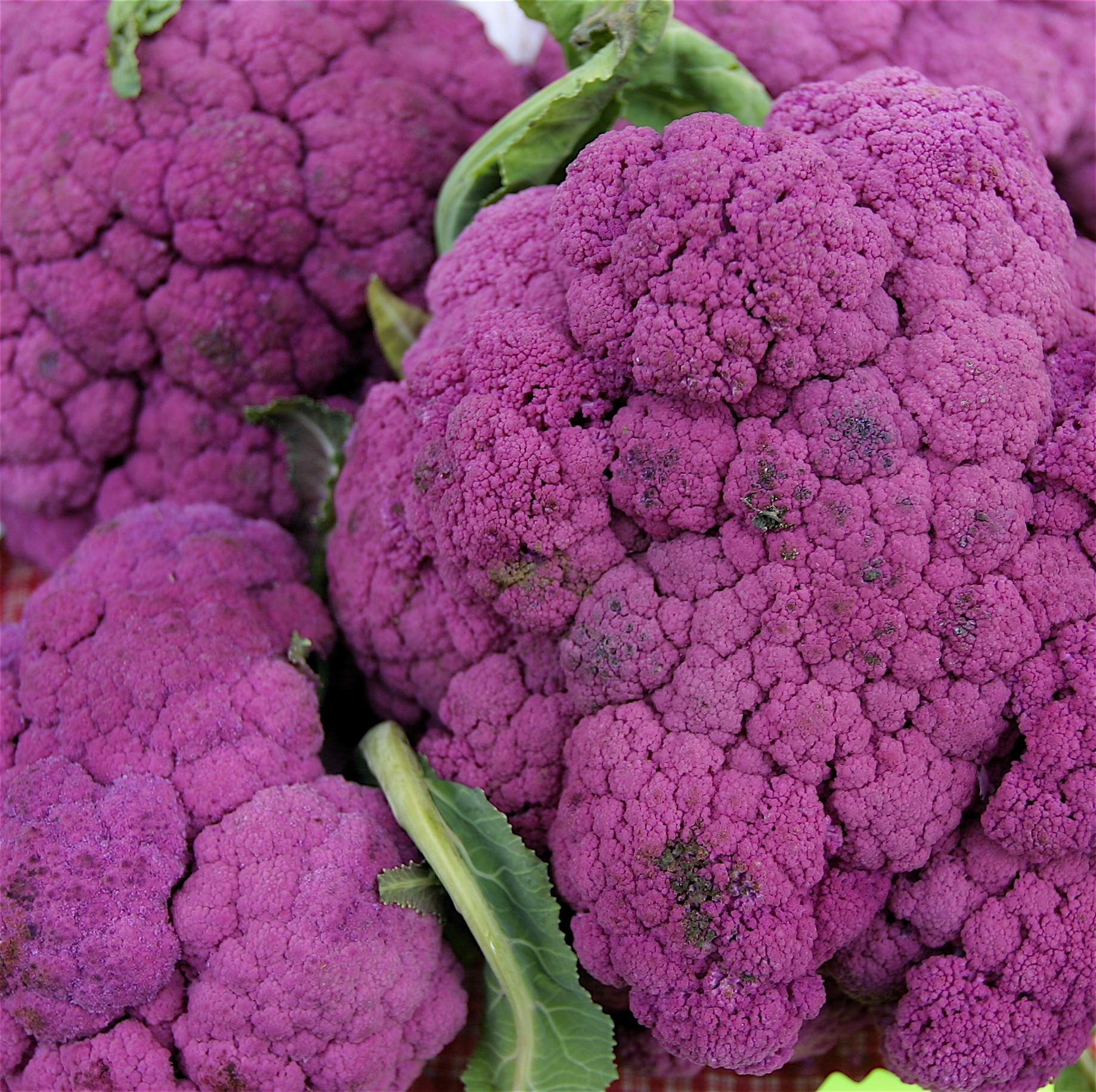 PurpleCauliflower.jpg