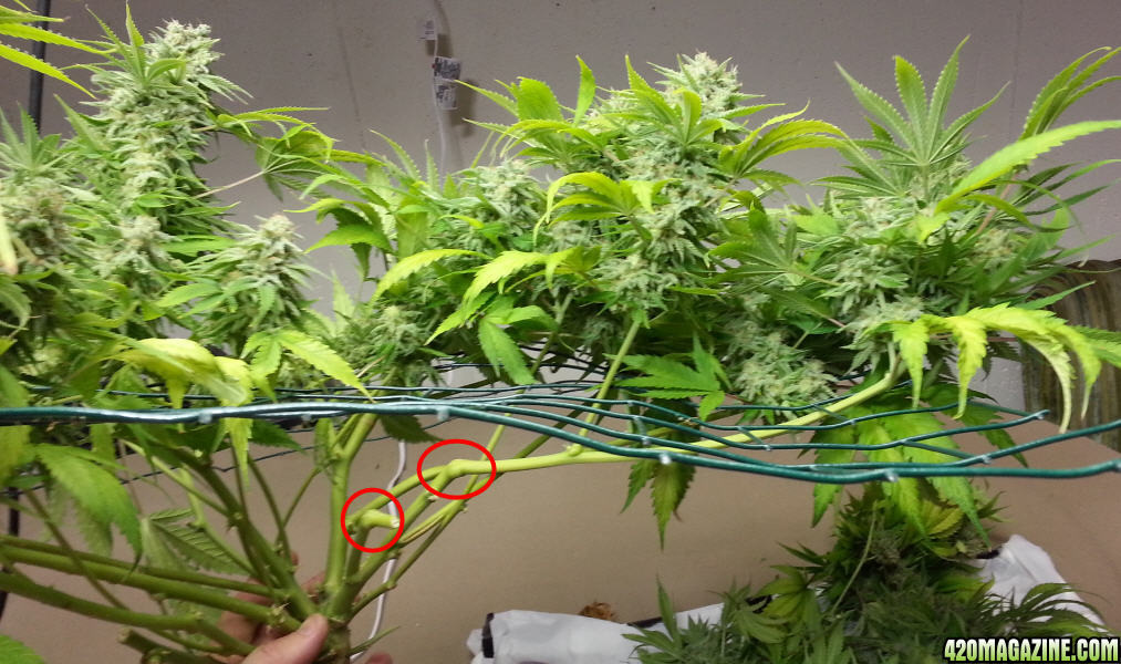 harvest52.jpg