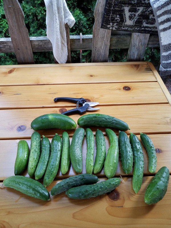 cucumbersaa.jpg