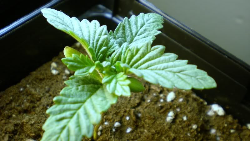 Plant2-8-August21st.jpg