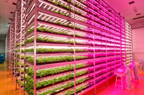 LEDfarm.jpg
