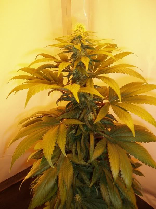 Flower-Day22.jpg