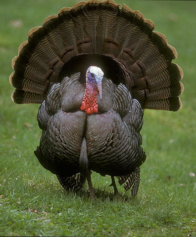 wild-turkey-vegan-thanksgiving.jpg