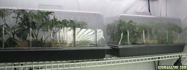 clones_in_domes.jpg