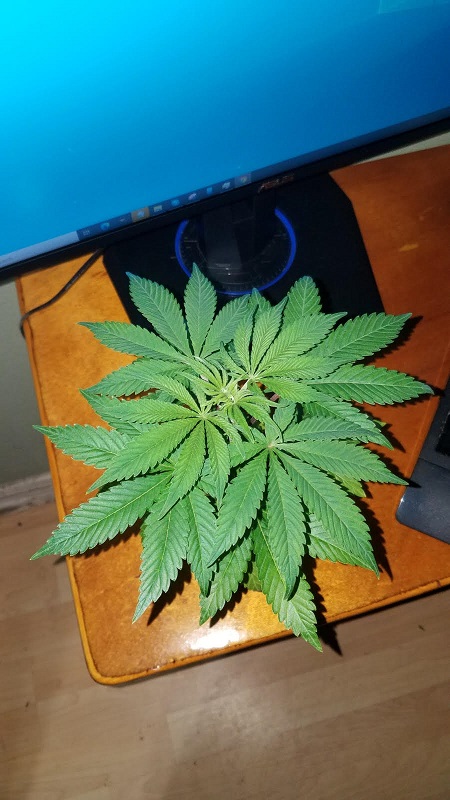 2inch1.jpg